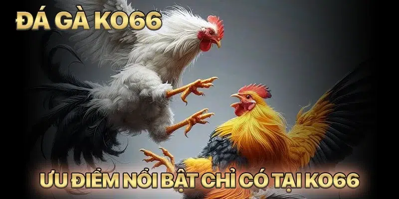 Những ưu điểm nổi bật chỉ có tại sảnh đá gà KO66